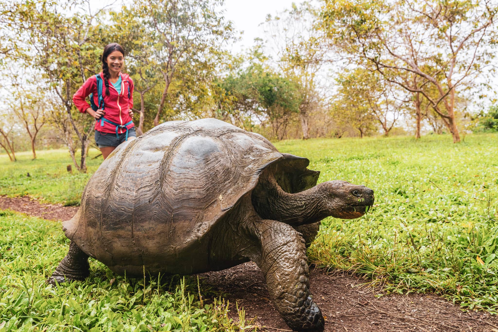 Galapagos tortoise with a tourist on a hike