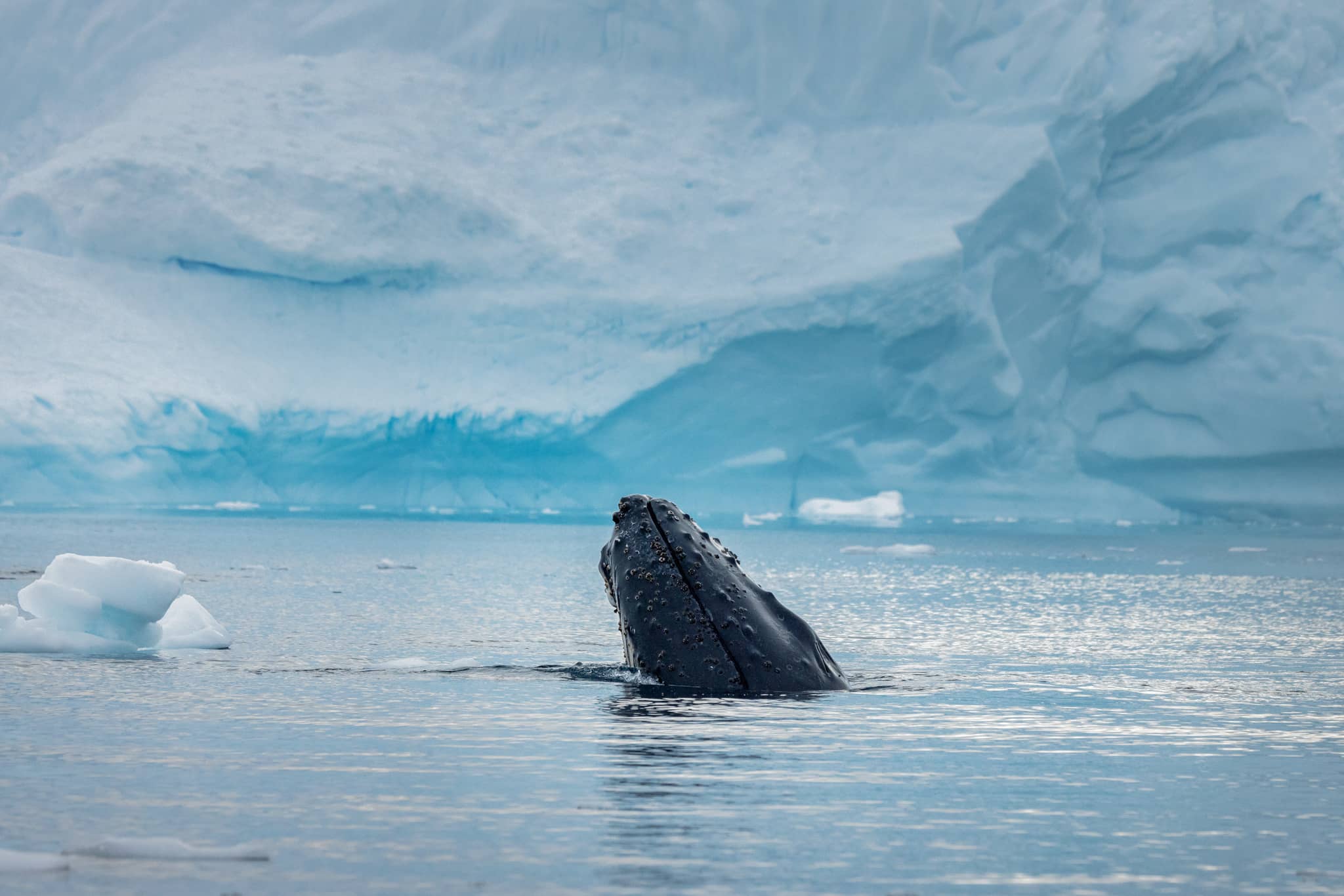 Whale breaching, Antarctica 