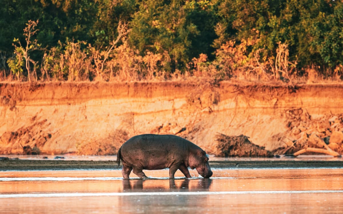Hippo walking through the Luangwa River (Photo courtesy of John Warburton-Lee)