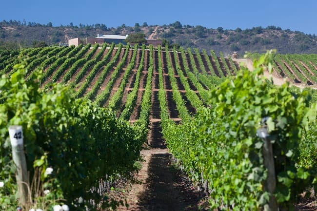 Chile wine country GeoEx travel