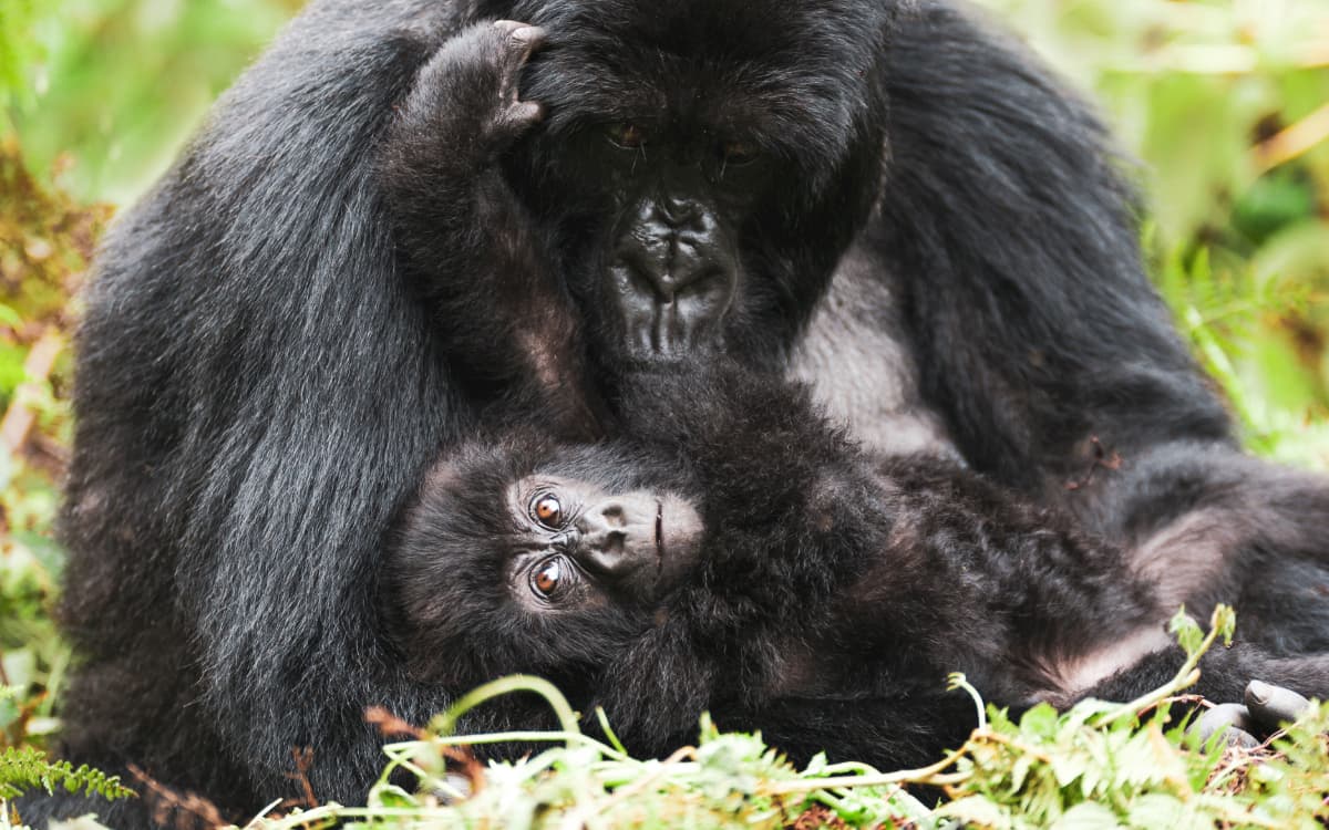 Female mountain gorilla with her young, Volcanoes National Park, Rwanda