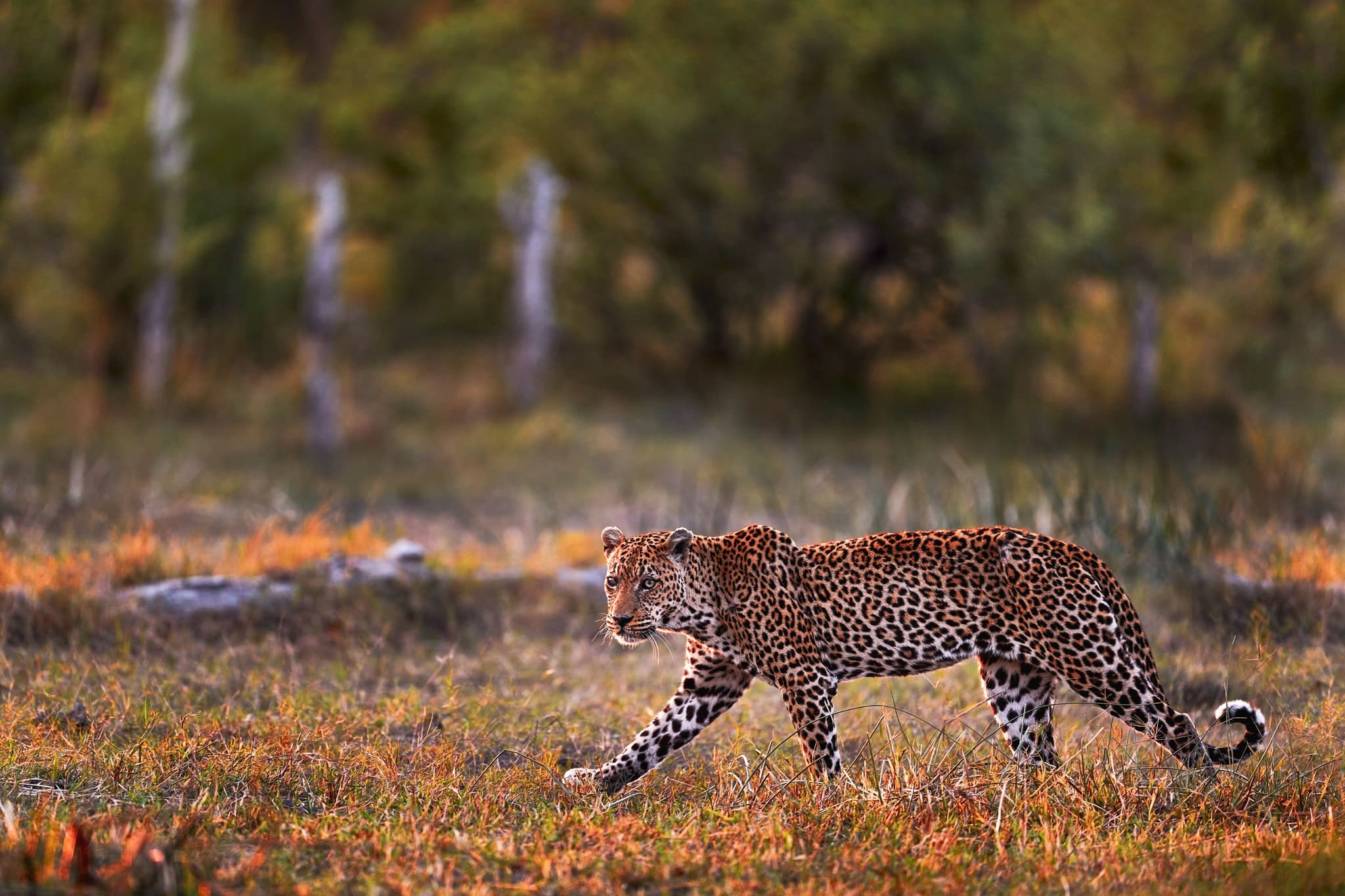 Leopard in Okavango Delta, Botswana