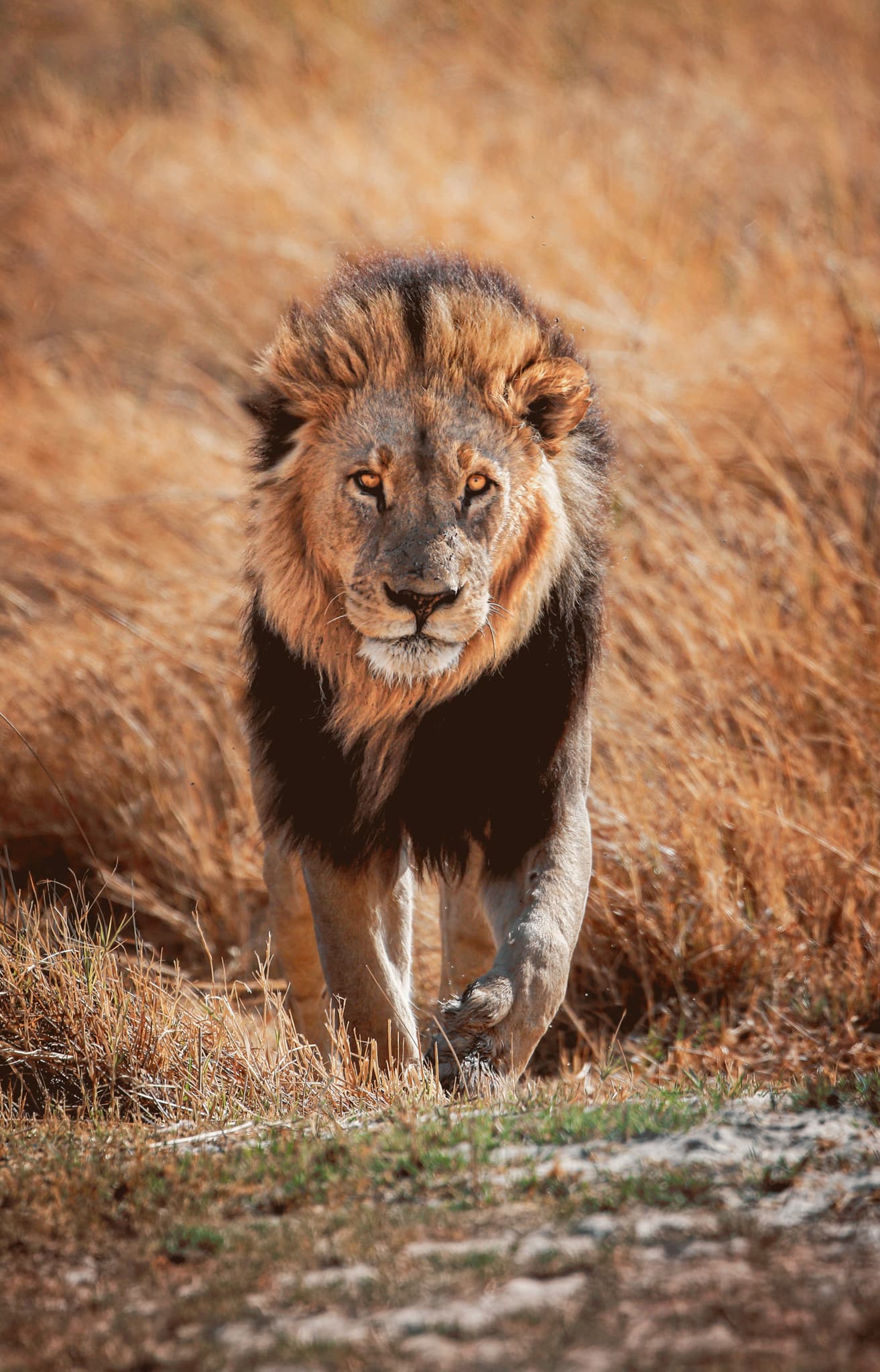 Lion walking toward camera in Botswana