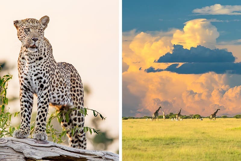 botswana leopard tree giraffe clouds
