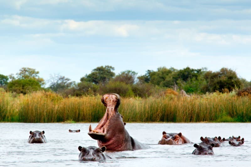 botswana okavango river angry hippo