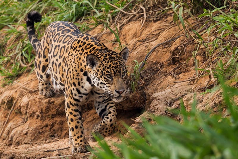brazil pantanal jaguar stalking