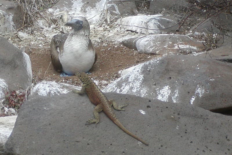 galapagos blue footed booby lizard