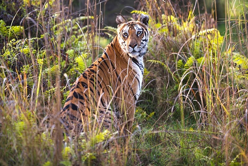 india bengal tigress in grass