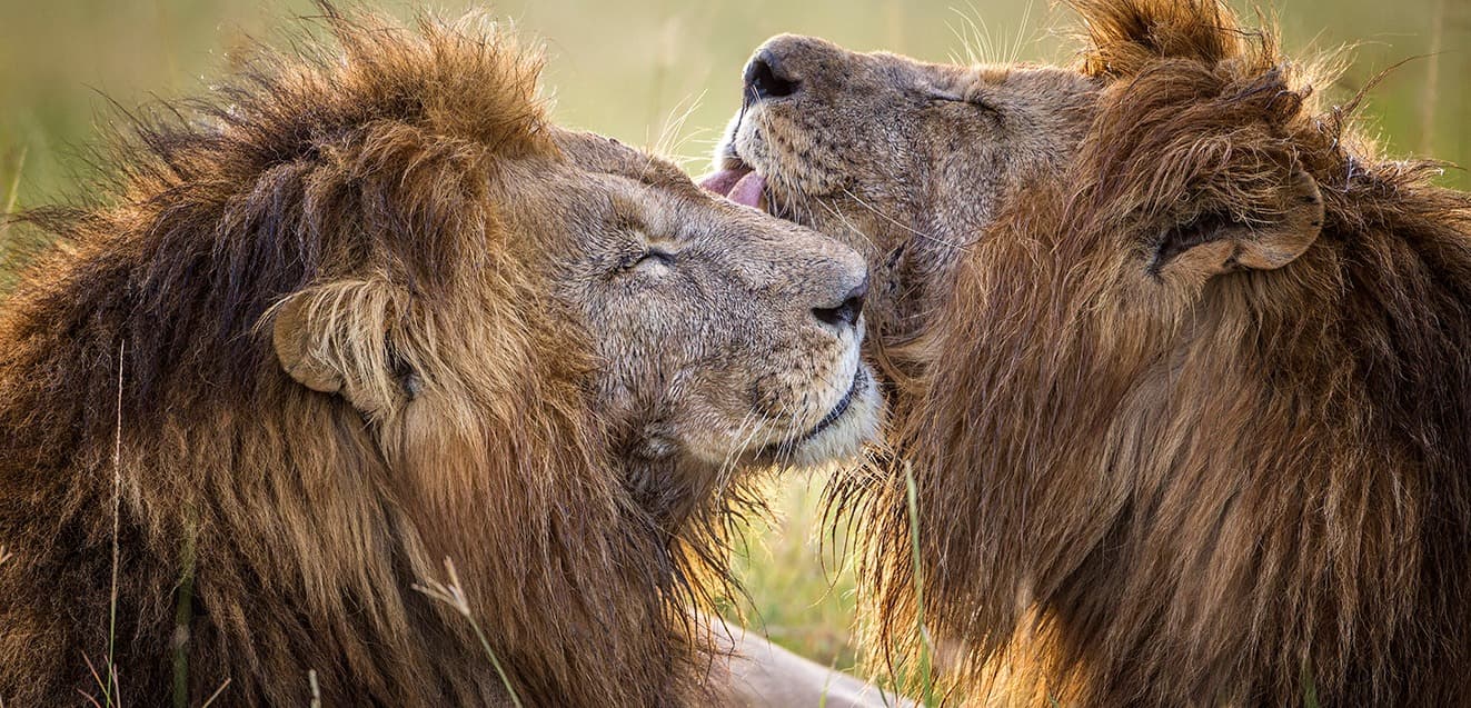 main kenya masai mara lions grooming