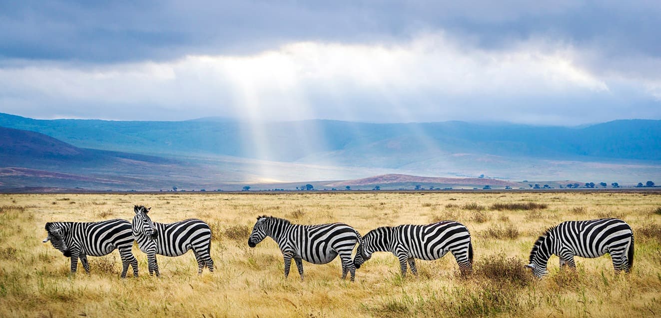 main tanzania ngorongoro zebras