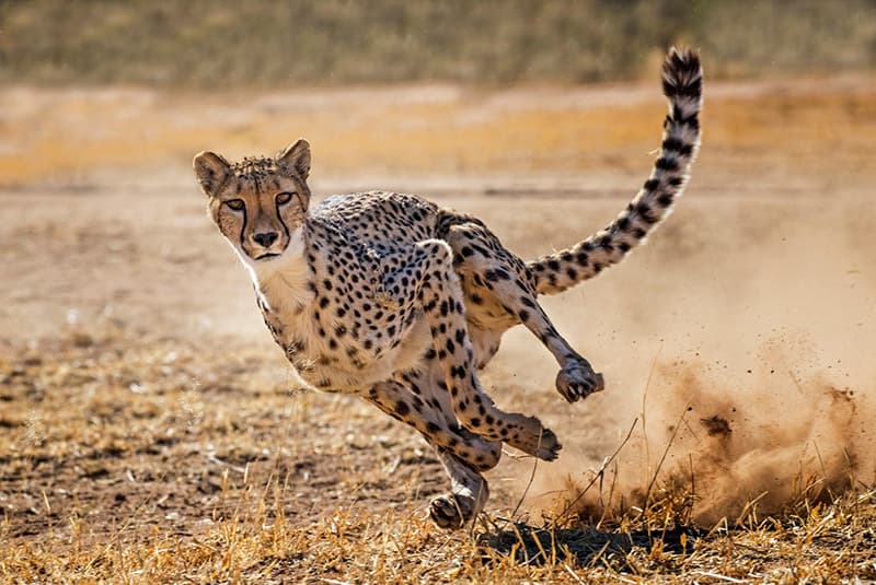 namibia otjiwarongo cheetah running