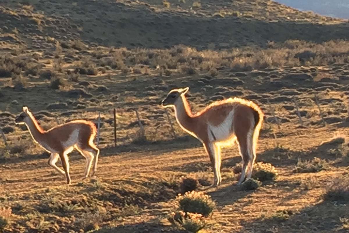 patagonia guanacos