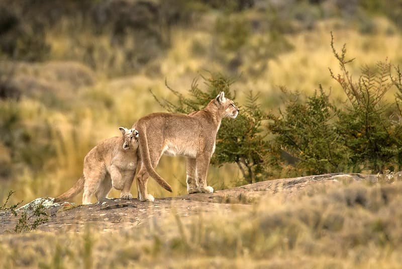 patagonia torres del paine puma cub