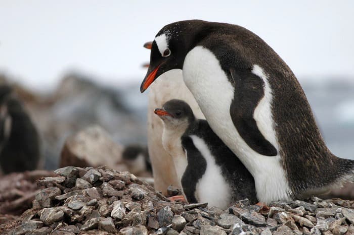penguin family antarctica geoex