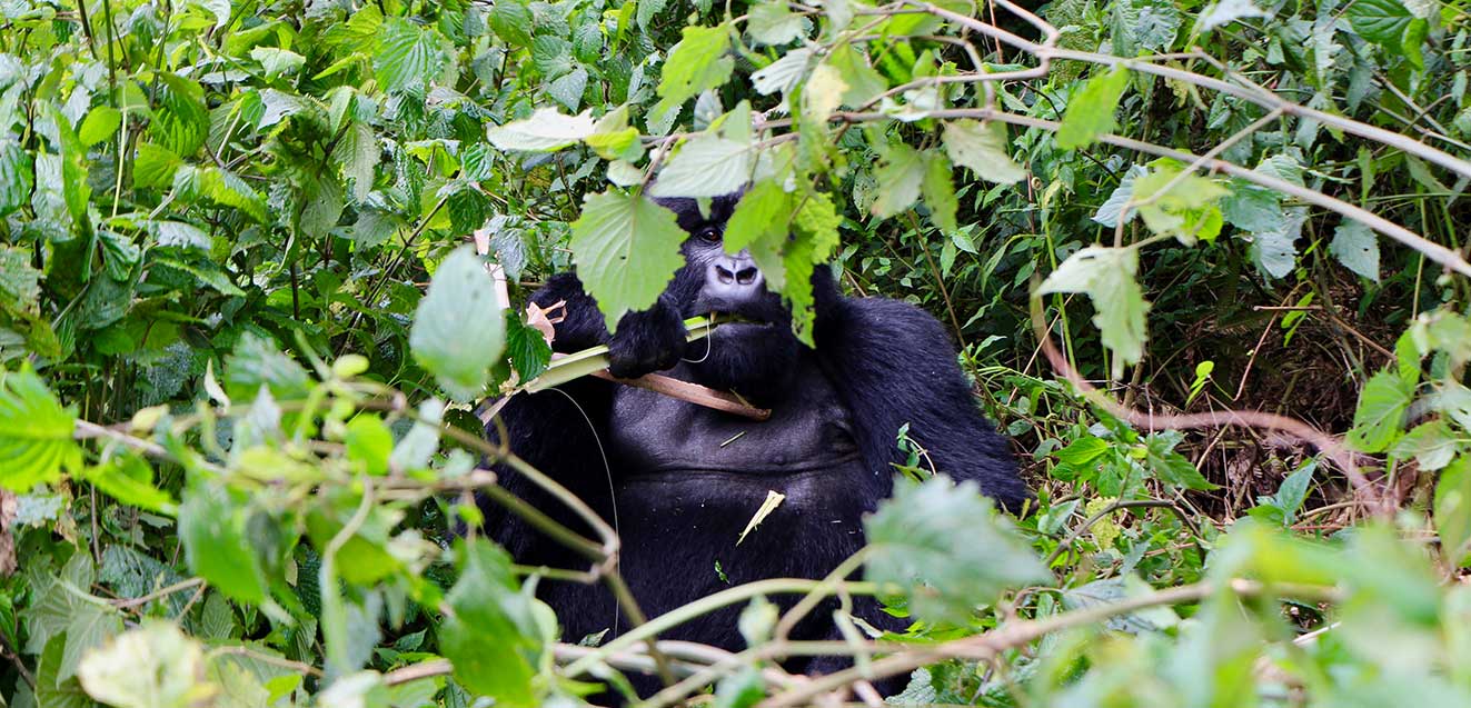 rwanda embracing riches gorilla main