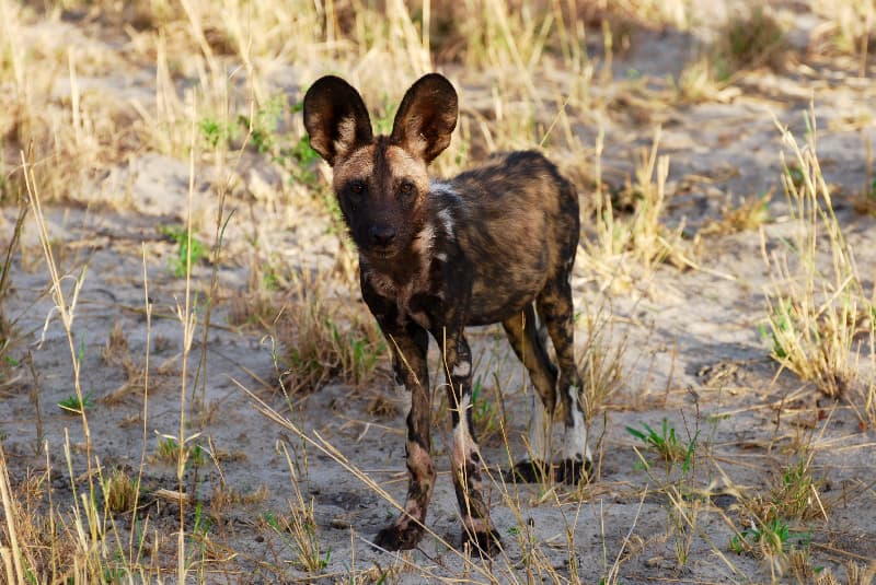 safari botswana wild dog geoex