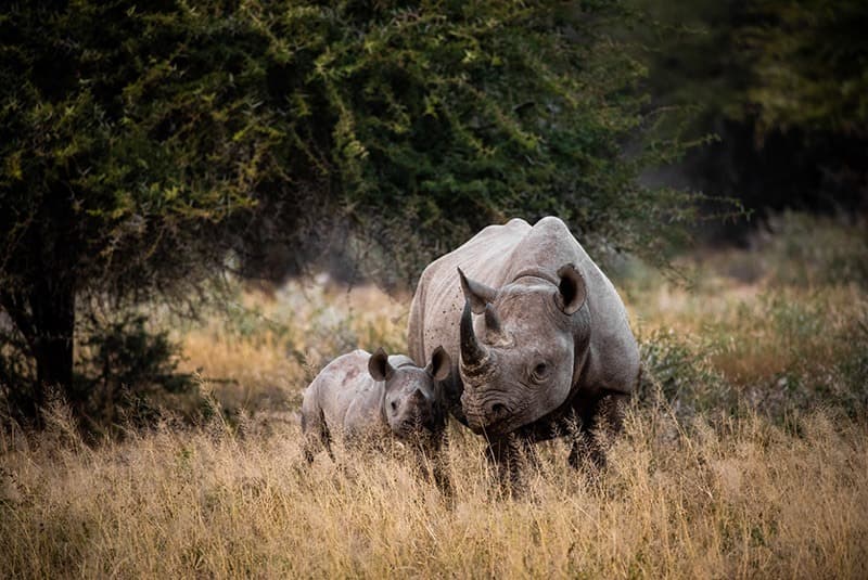 south africa kruger mother baby rhino