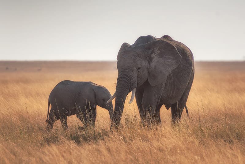 tanzania serengeti mother elephant calf