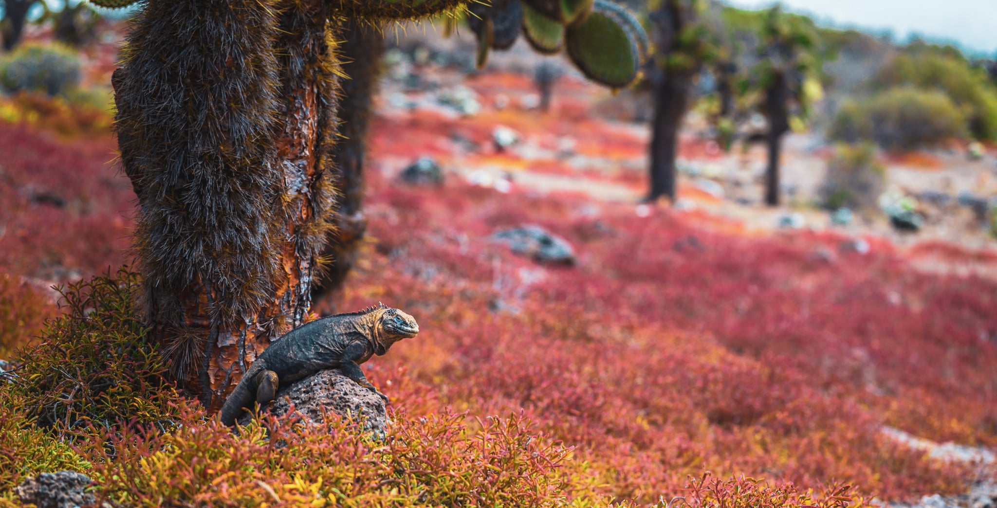Iguana in the Galapagos islands