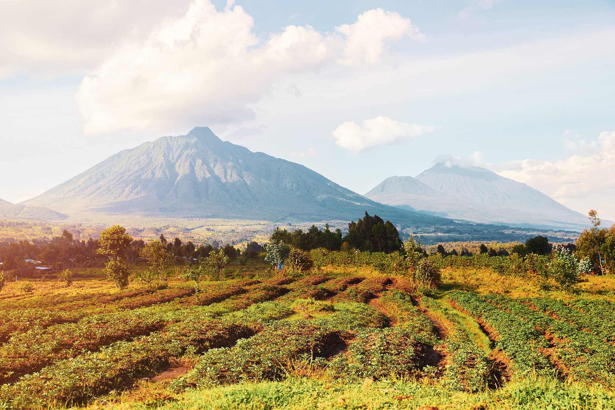 Gorillas of Rwanda’s Virunga Volcanoes gallery 01 GalleryHero VirungaMountains Rwanda GettyImages 1140919528 StellaLevi