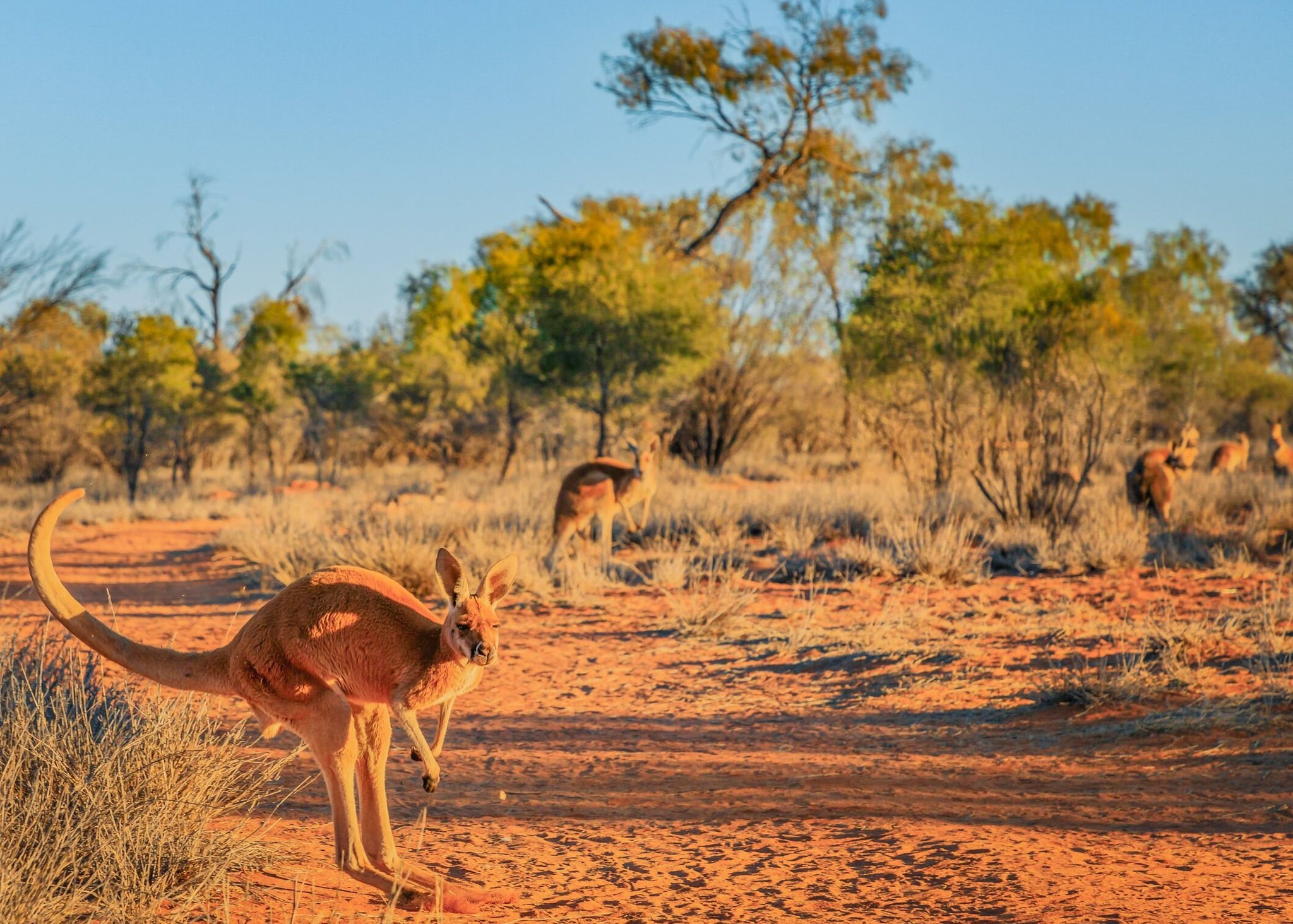 Kangaroo in outback, Australia