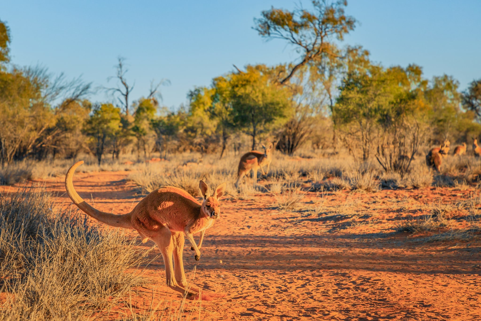 Kangaroo in outback, Australia
