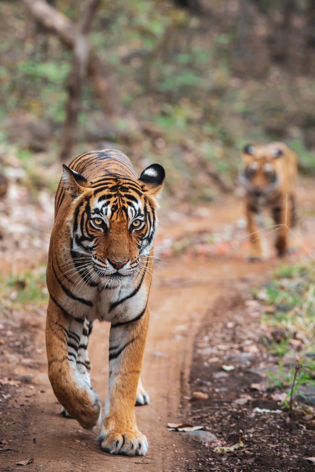 India best time to visit