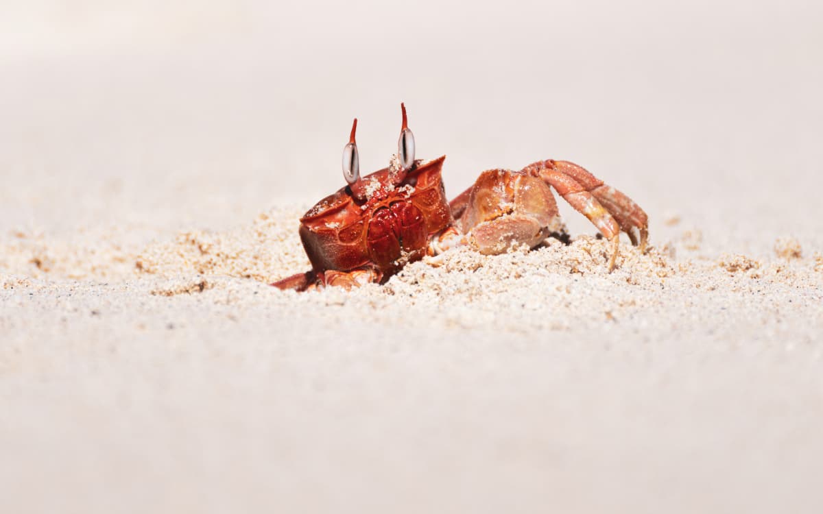 Sally lightfoot crab emerging from the sand