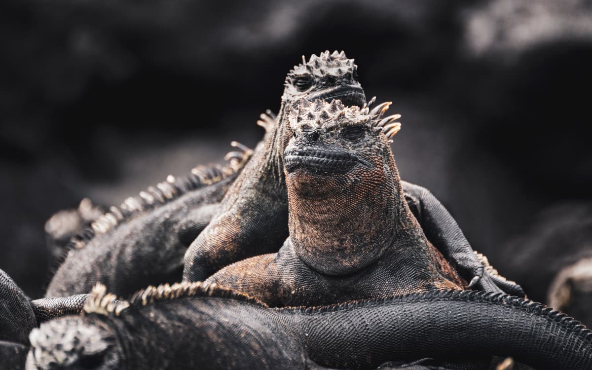 Two marine iguanas resting