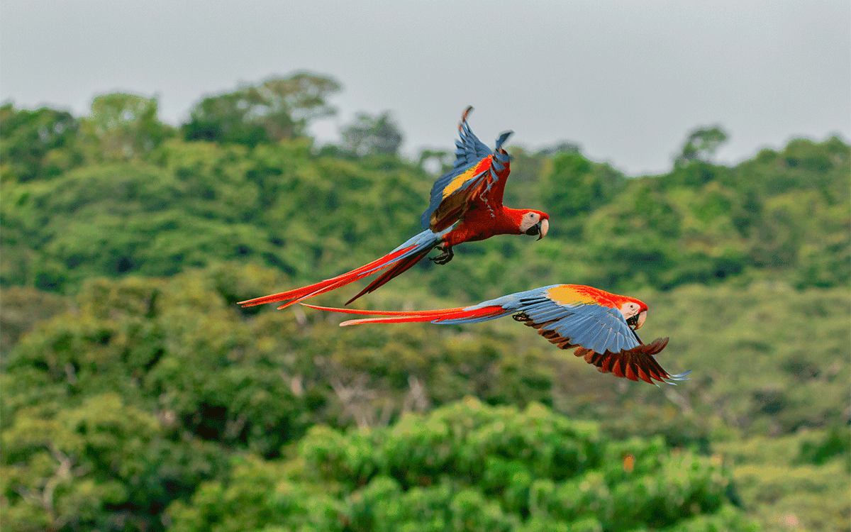 Two colorful scarlet macaws flying, Costa Rica