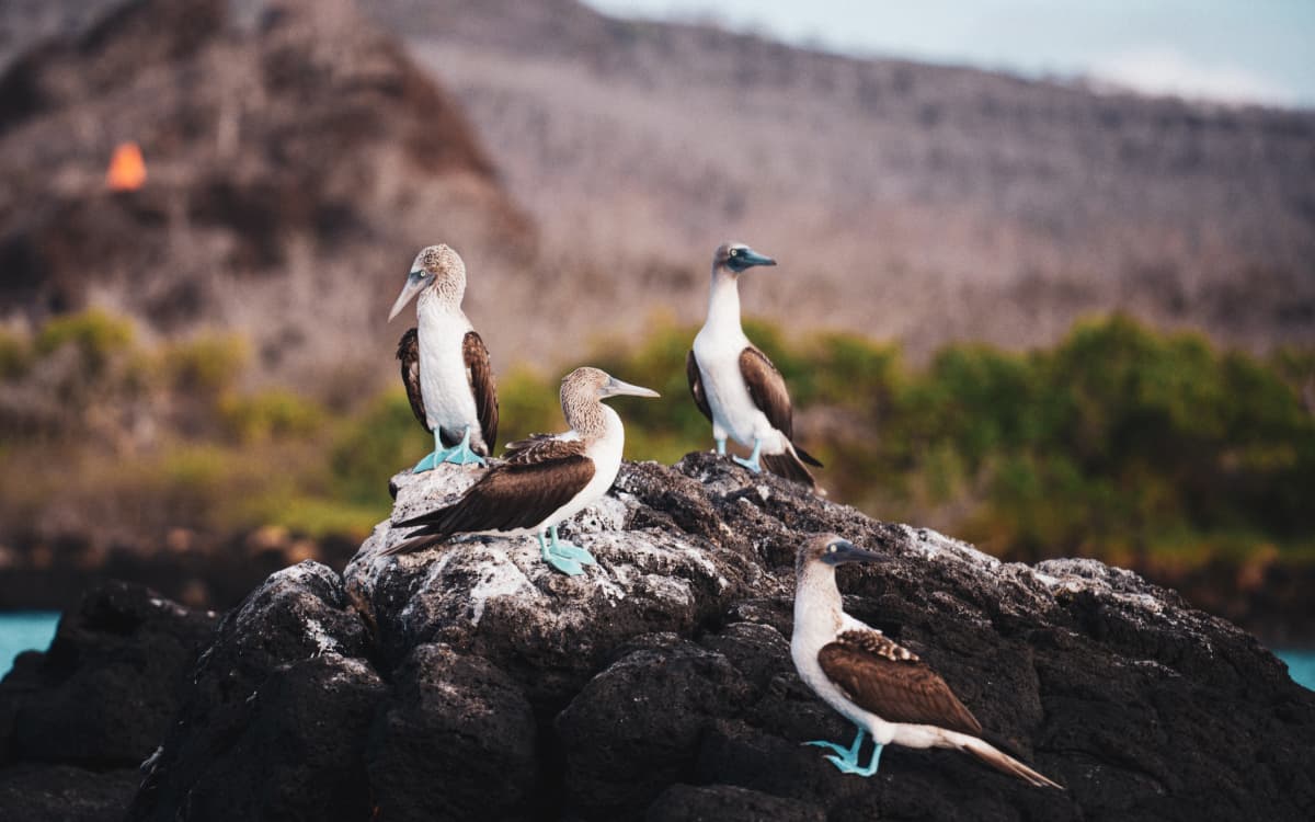 Four blue-footed boobies perched on volcanic rocks