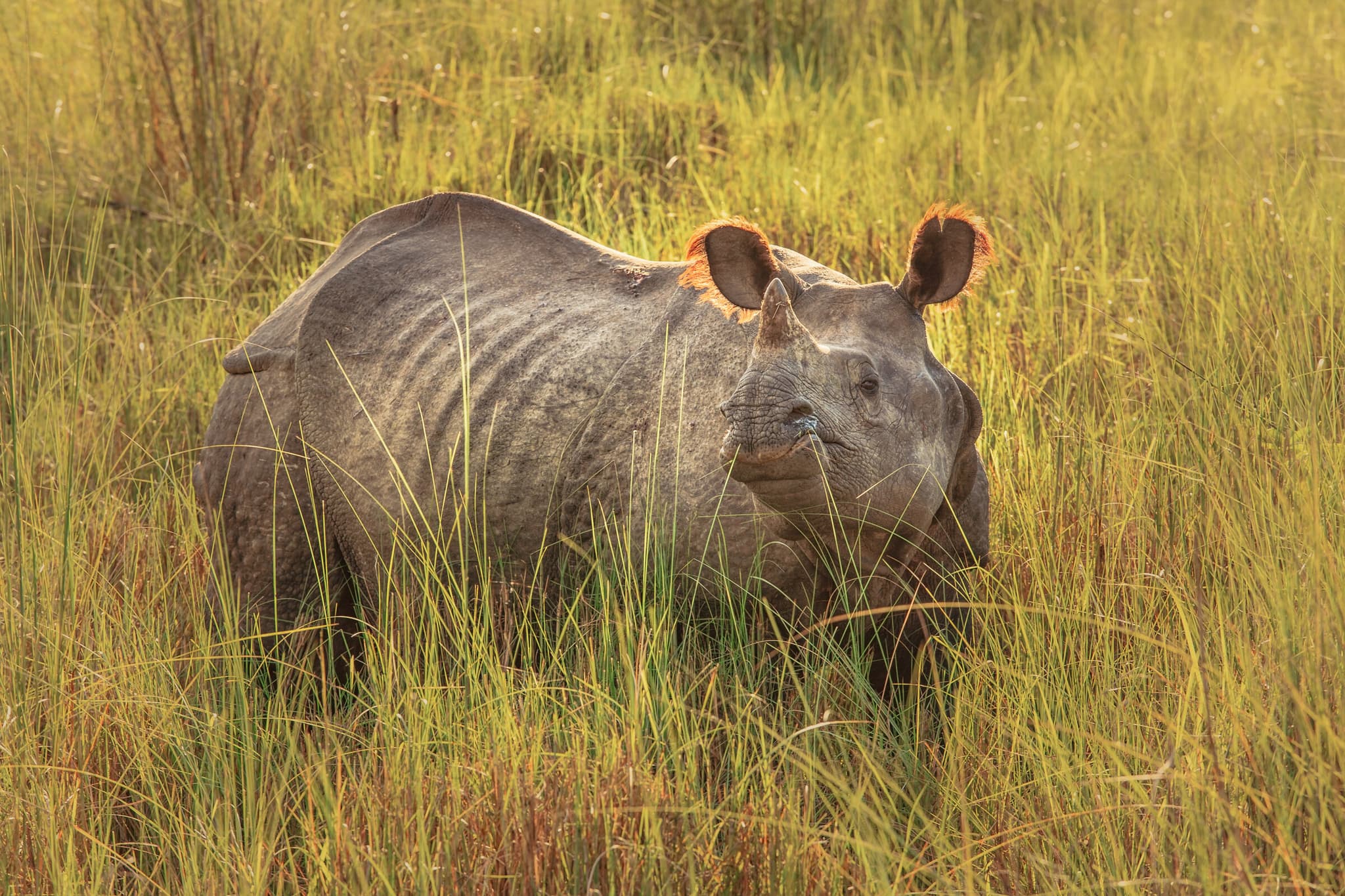 Nepal Revealed gallery Extension Chitwan National Park GettyImages 512249141