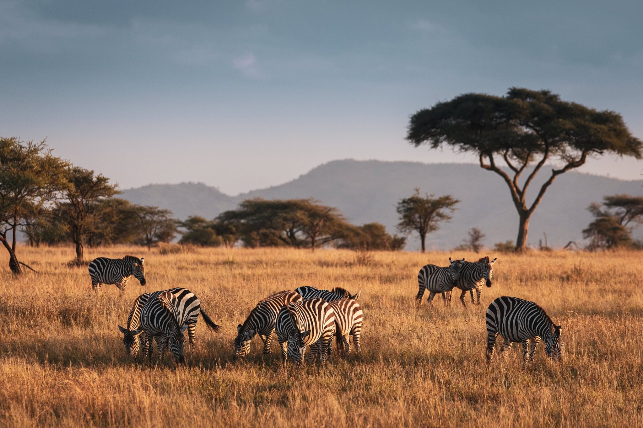 a herd of zebras in the african wilderness