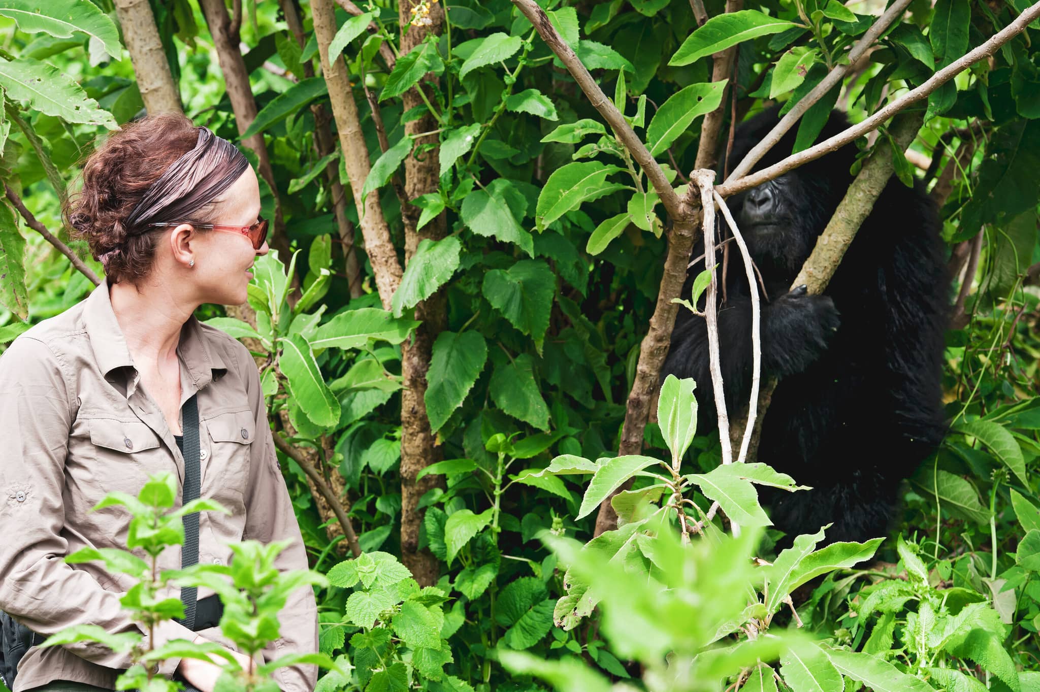 Gorillas of Rwanda’s Virunga Volcanoes gallery Gallery2 TouristandGorilla GettyImages 168315322 GuenterGuni