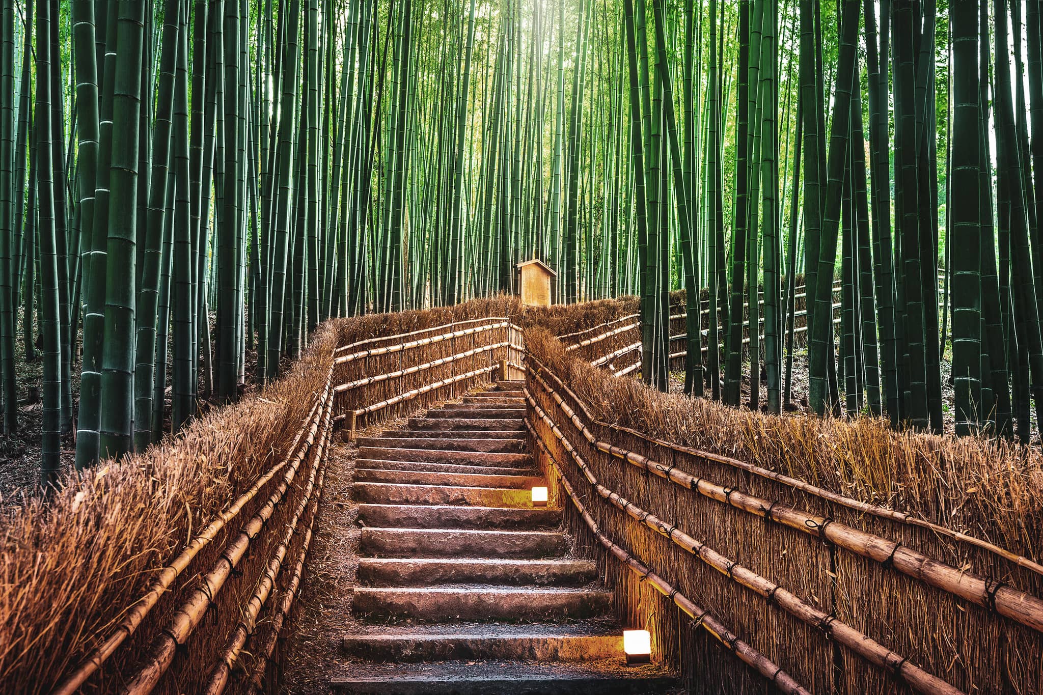 Essential Japan gallery Gallery3 BambooForestKyoto Japan GettyImages 1495573971