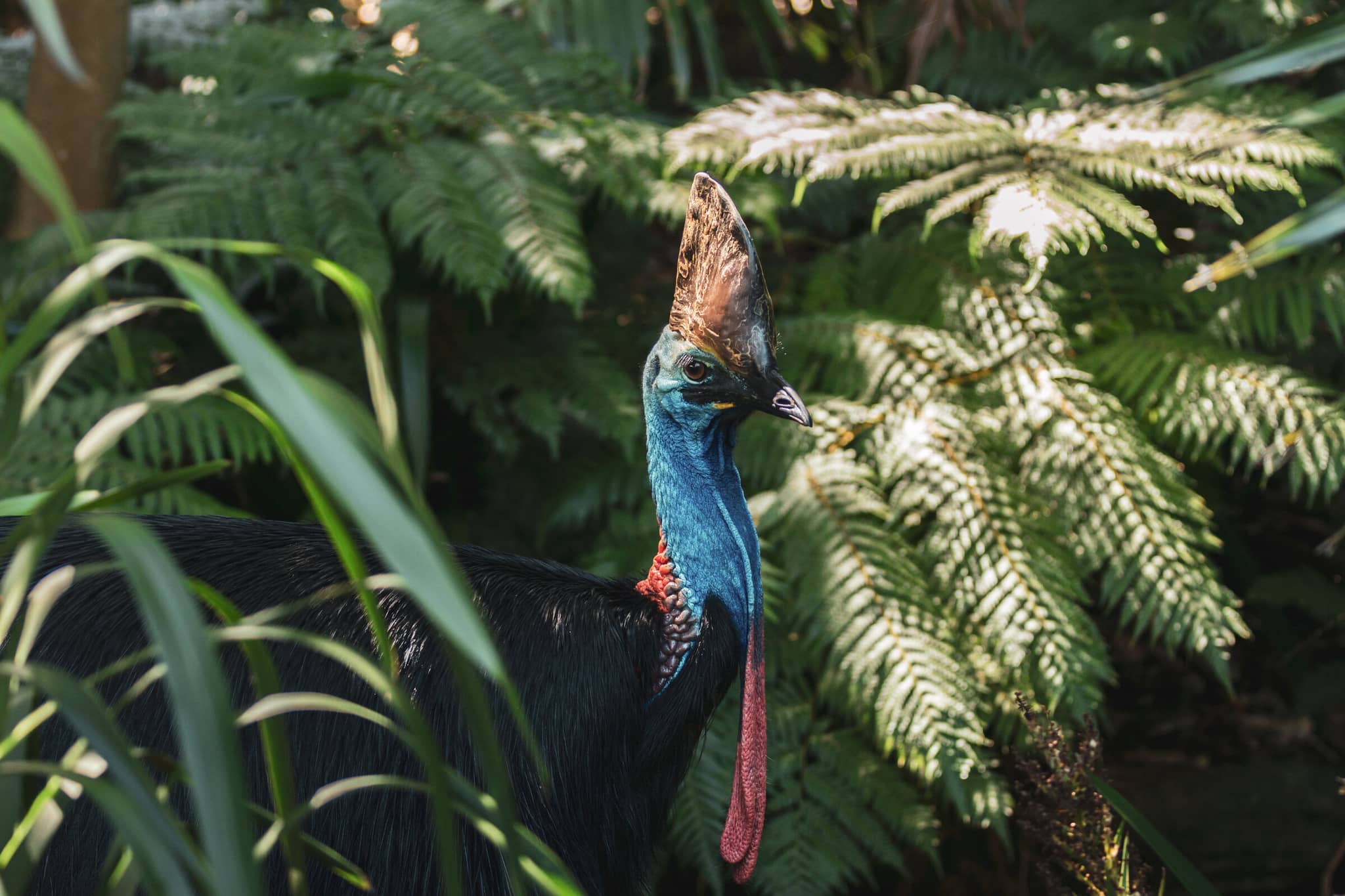 Australia gallery Gallery3 CassowaryBird Australia GettyImages 584868518 Picassos