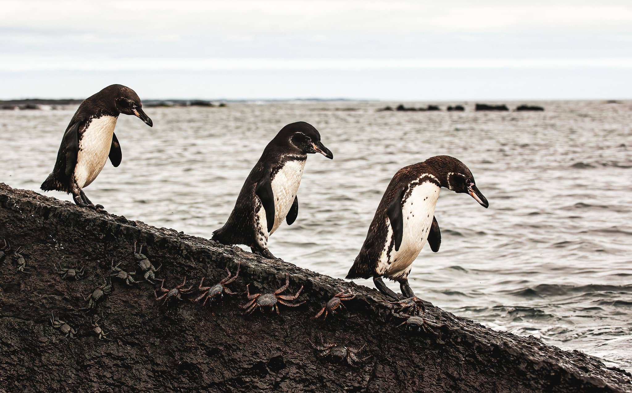 Galápagos: Exploring the Enchanted Islands gallery Gallery3 GalapagosPenguin GettyImages 1494393243 2 GeraldCorsi