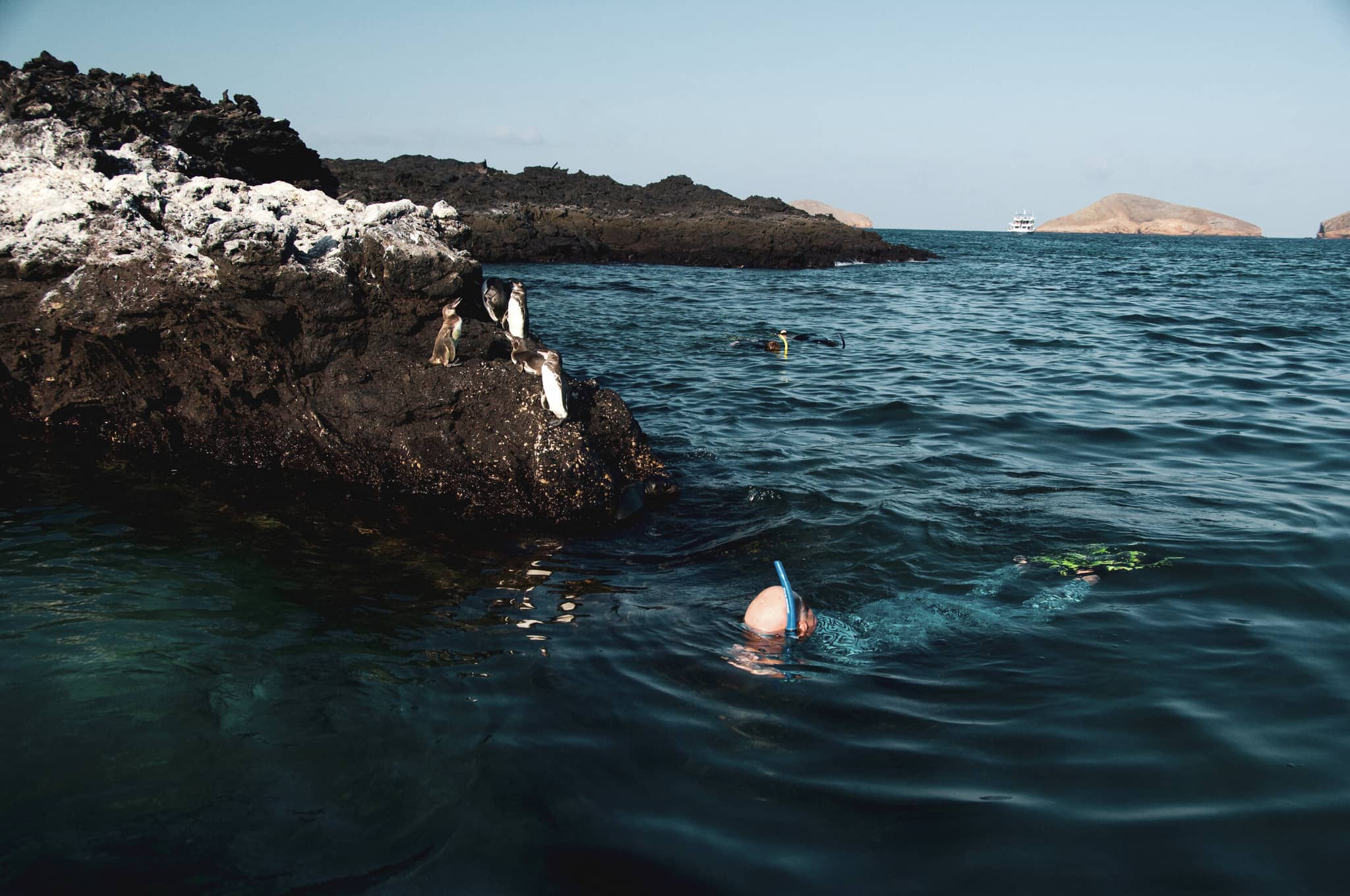 Machu Picchu & the Galápagos gallery Gallery3 snorkel galapagos DanitaDelimont RM SA07 CMI0617 SuperRes cindymillerhopkins