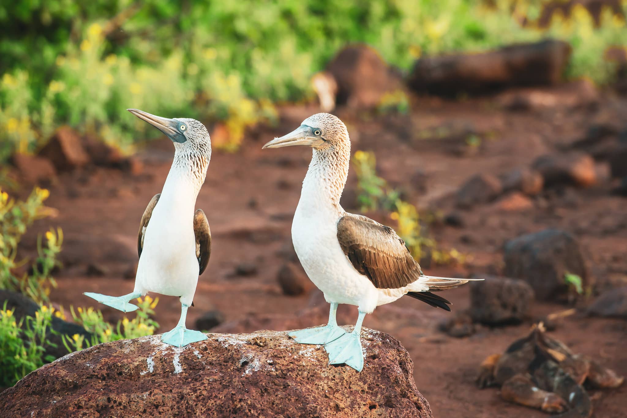 Galápagos: Exploring the Enchanted Islands gallery Gallery5 BlueFootedBoobysGalapagos GettyImages 674775850 GuenterGuni