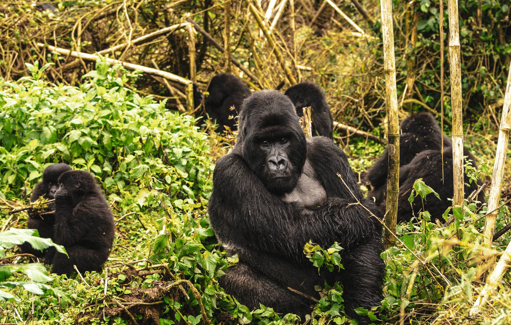 Gorillas of Rwanda’s Virunga Volcanoes gallery Gallery5 GorillaFamily Rwanda GettyImages 1091885206 TerriLeaMays