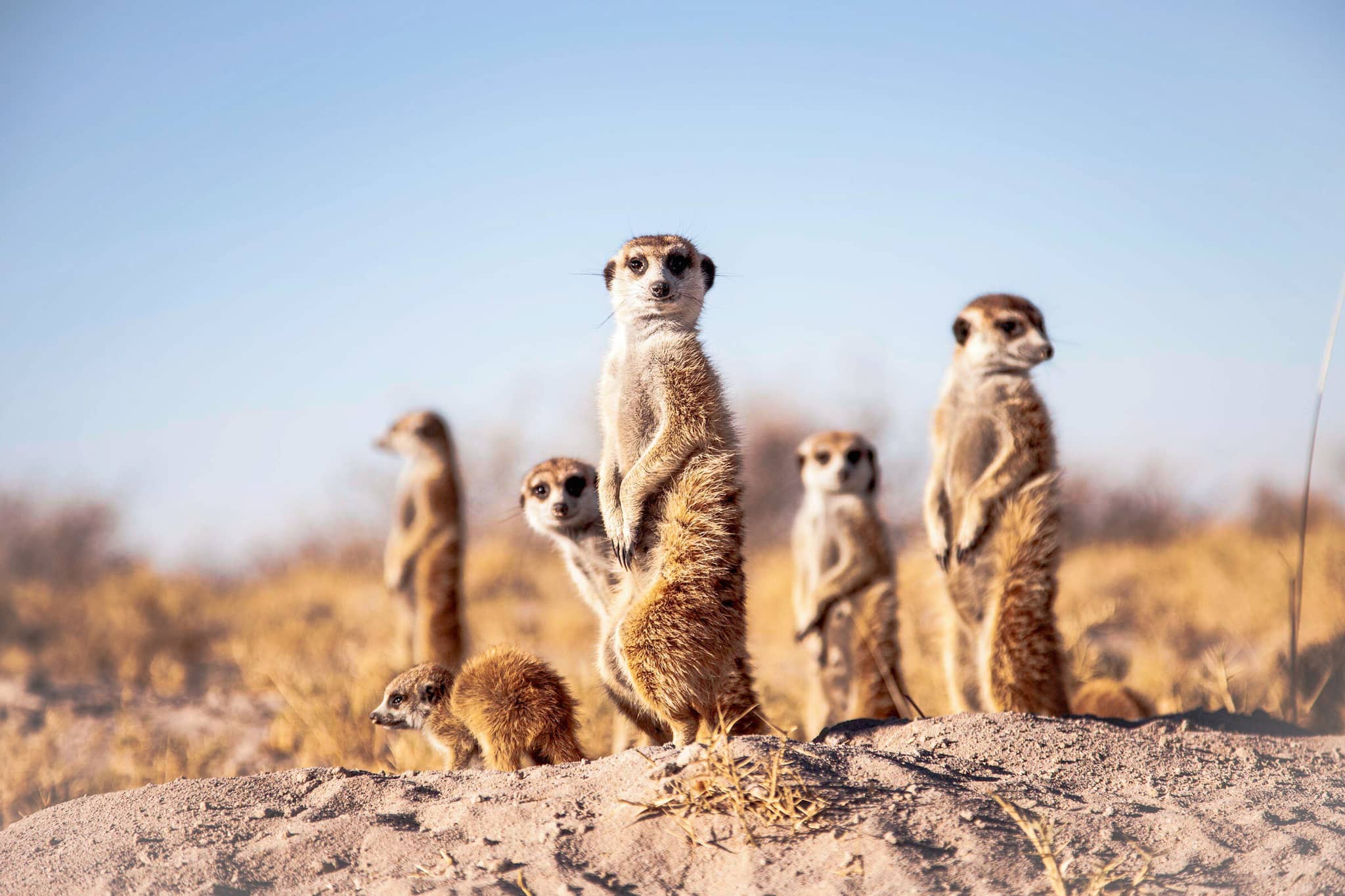 Wilds of Botswana gallery Gallery Botswana Meerkat experience Natural Selection
