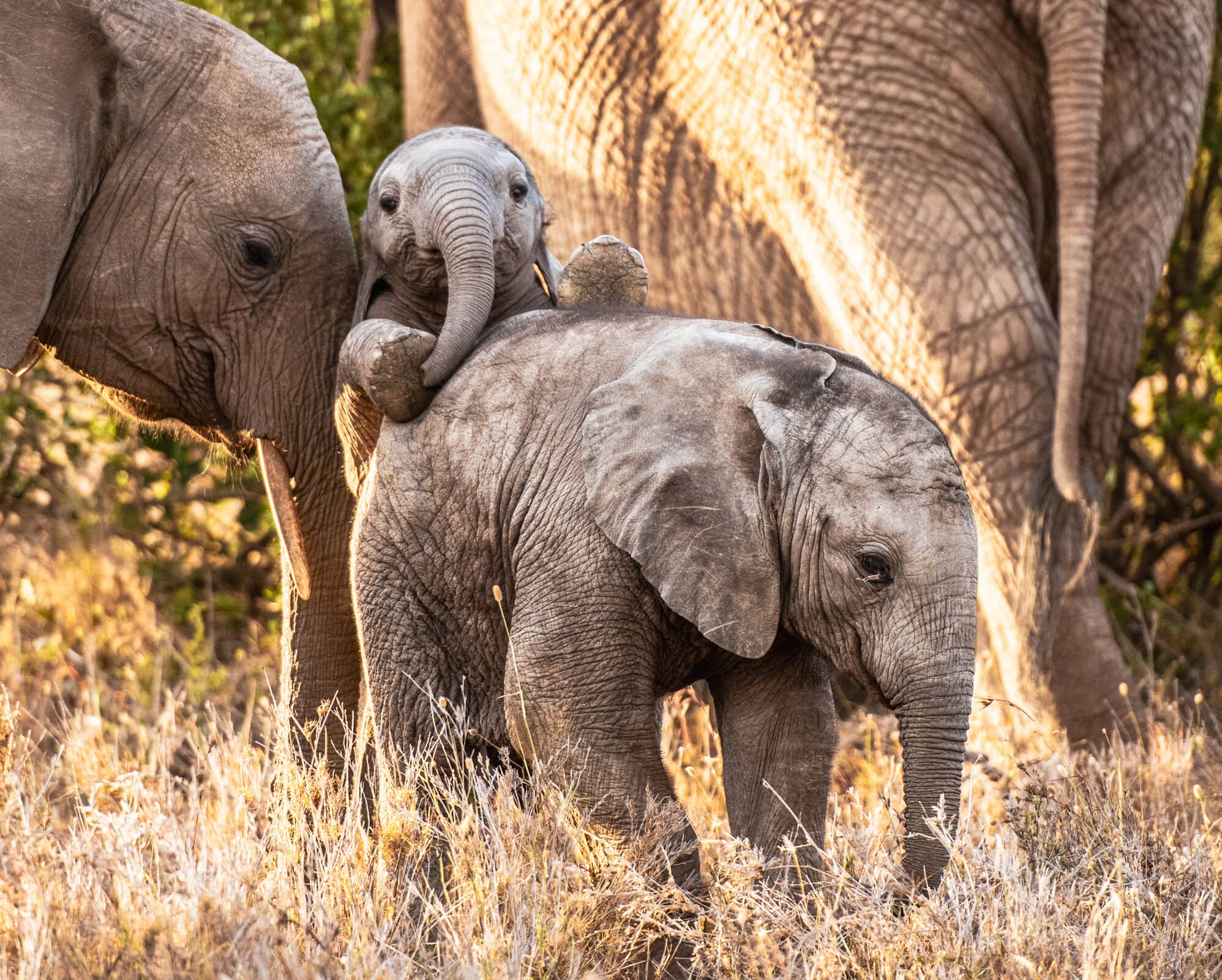 Kenya Explorer gallery Gallery Kenya Copy of DSC0107 Borana James Lewin