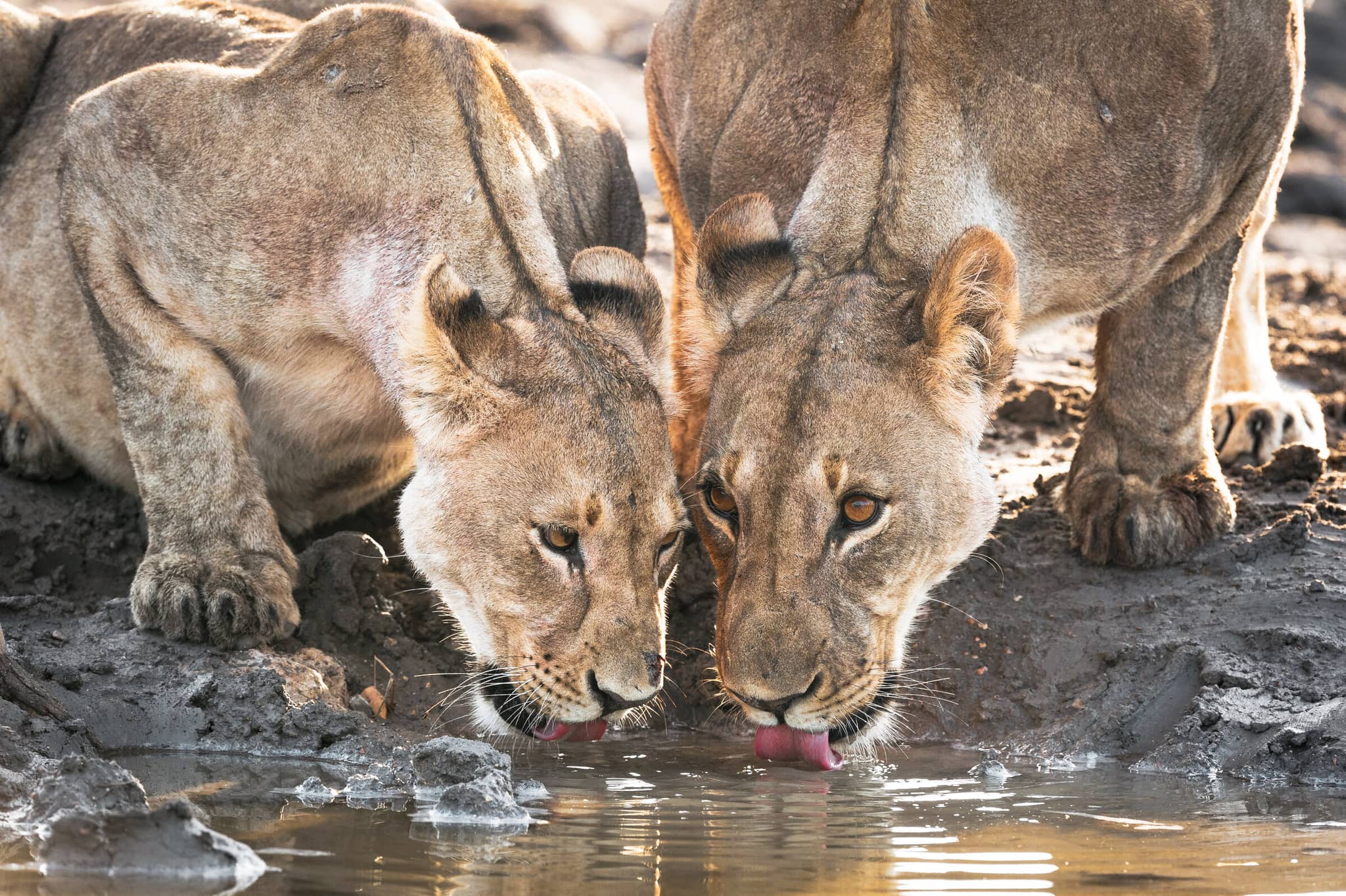 Dunes & Wildlife of Namibia gallery Gallery Namibia Ongava Game Reserve 2 Dr. Olwen Evans