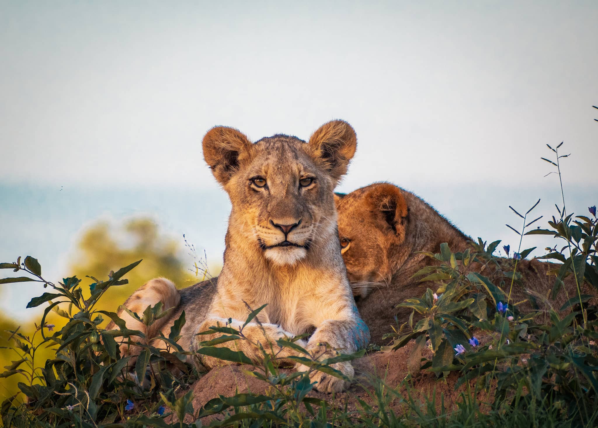 Essential Southern Africa gallery Gallery South Africa Sabi Sand Nature Reserve Lion Dulini