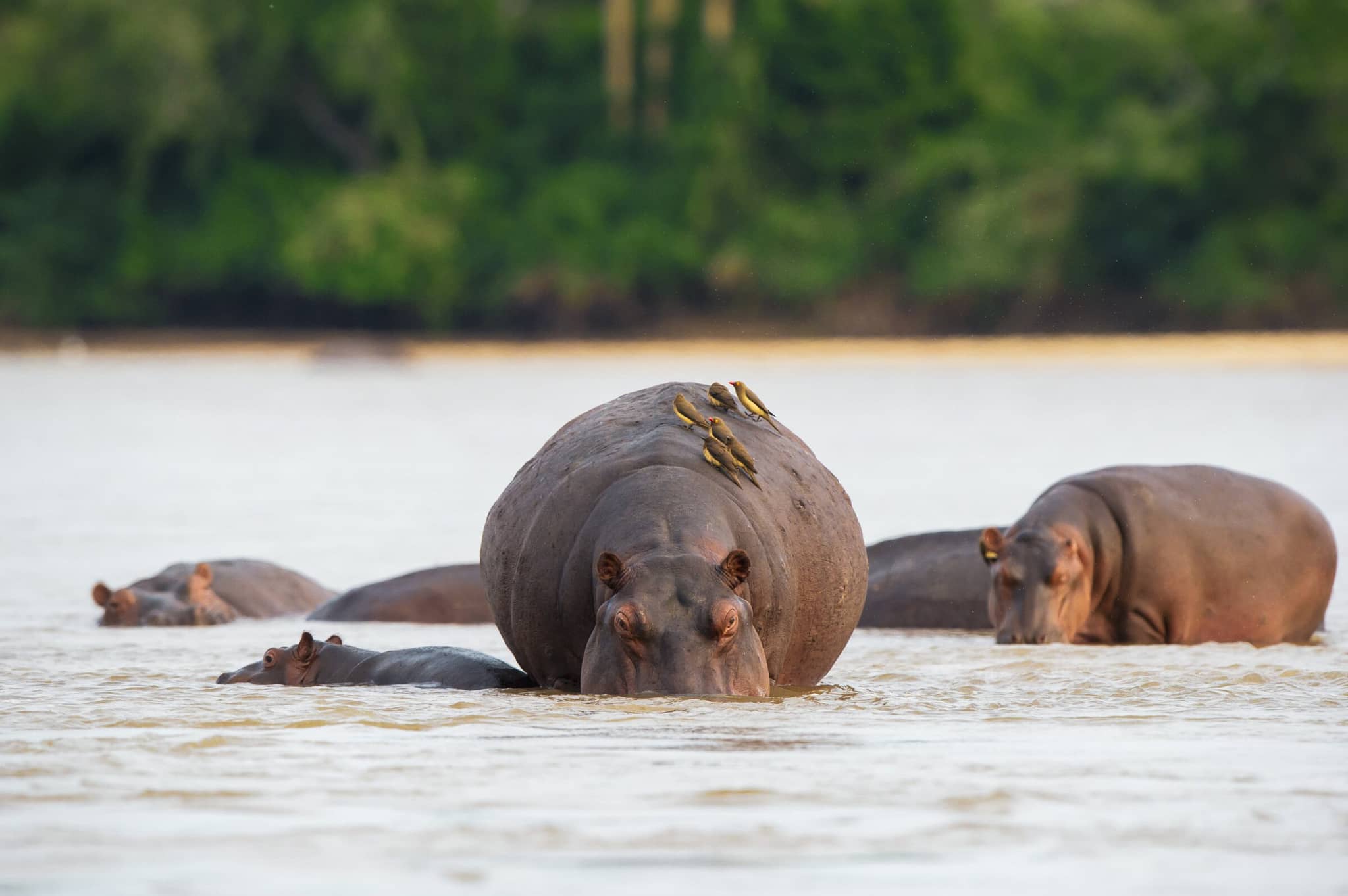 Southern Tanzania’s Wildlife Frontier gallery Gallery Tanzania Hippo Sand Rivers Nyerere Nomad