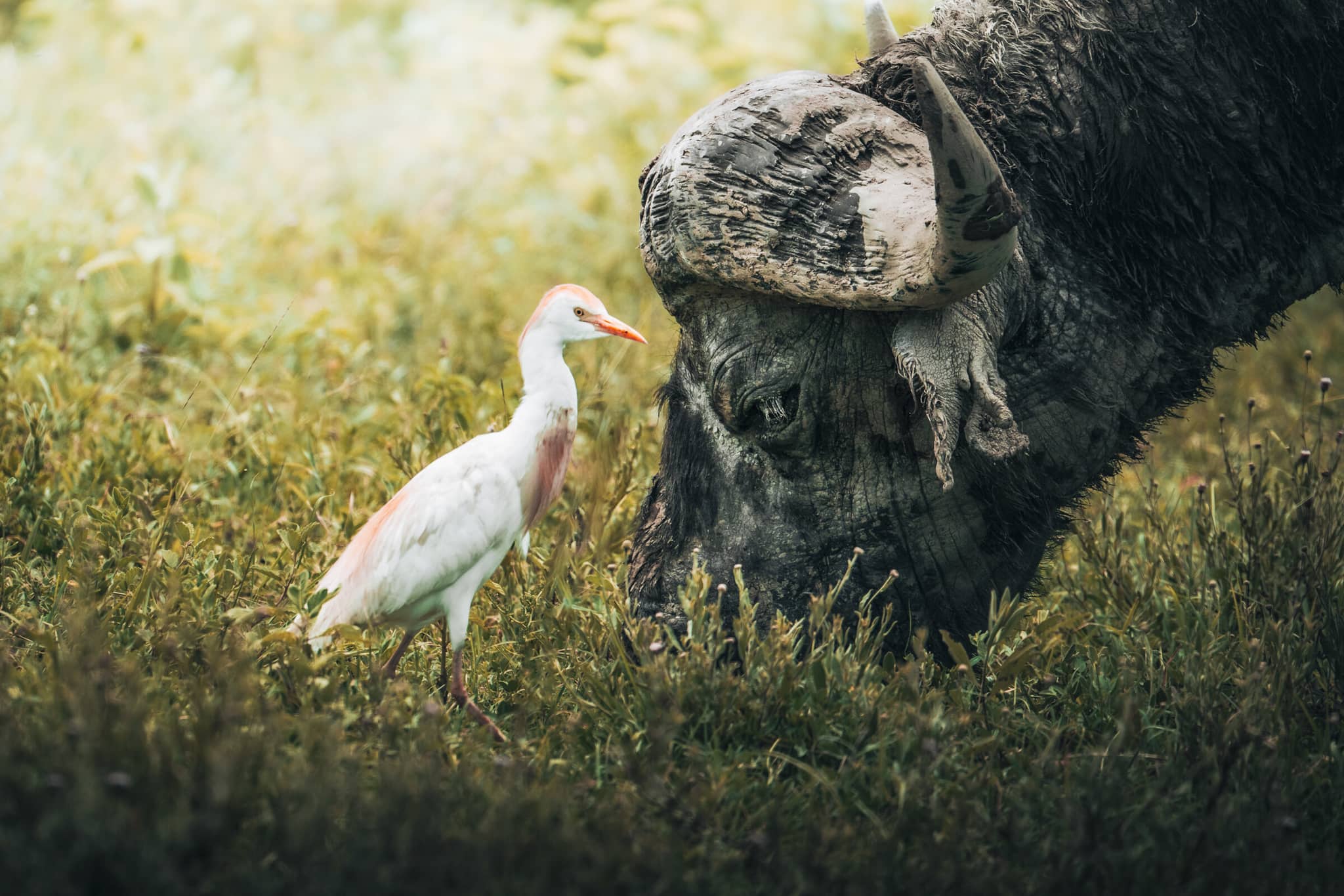 Nature of Tanzania gallery Gallery Tanzania Widllife Chem Chem Safaris