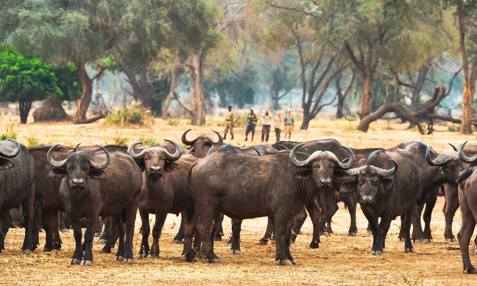 Wild Zambia gallery Gallery Zambia Lower Zambezi Walking buffalos Chiawa Safaris