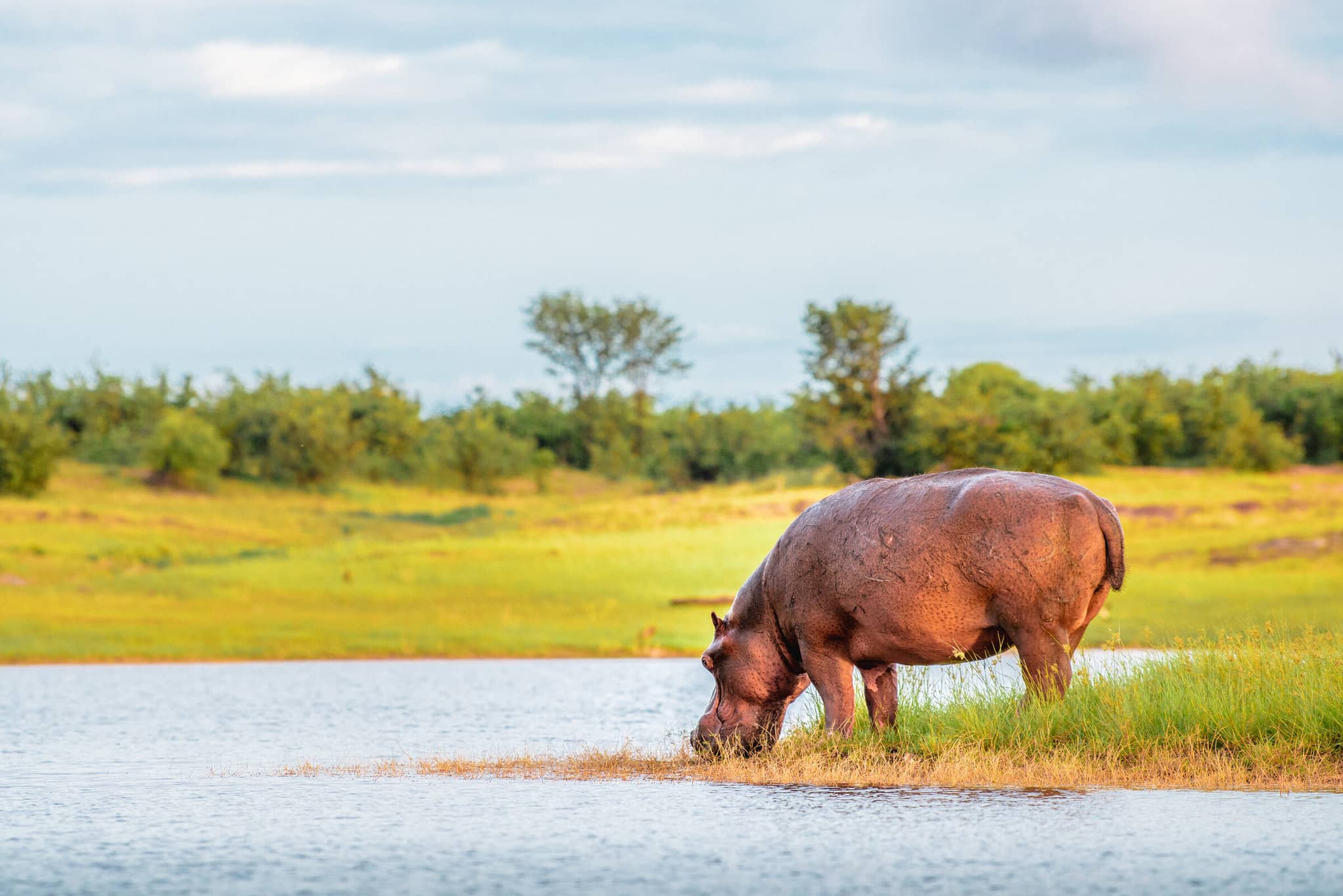 Zimbabwe & the Mighty Zambezi gallery Gallery Zimbabwe Lake Kariba Hippo GettyImages 1051523254