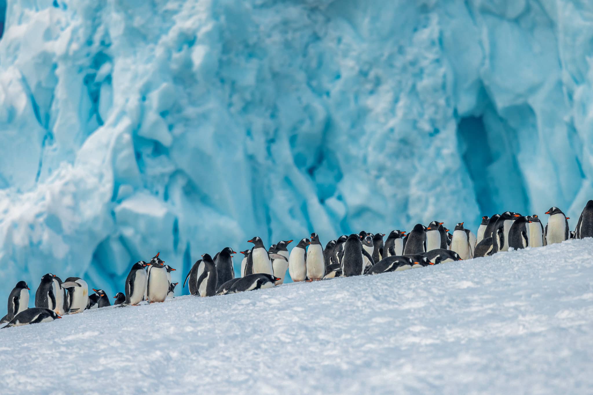 Gentoo Penguins, Neko Harbour, Antarctica
