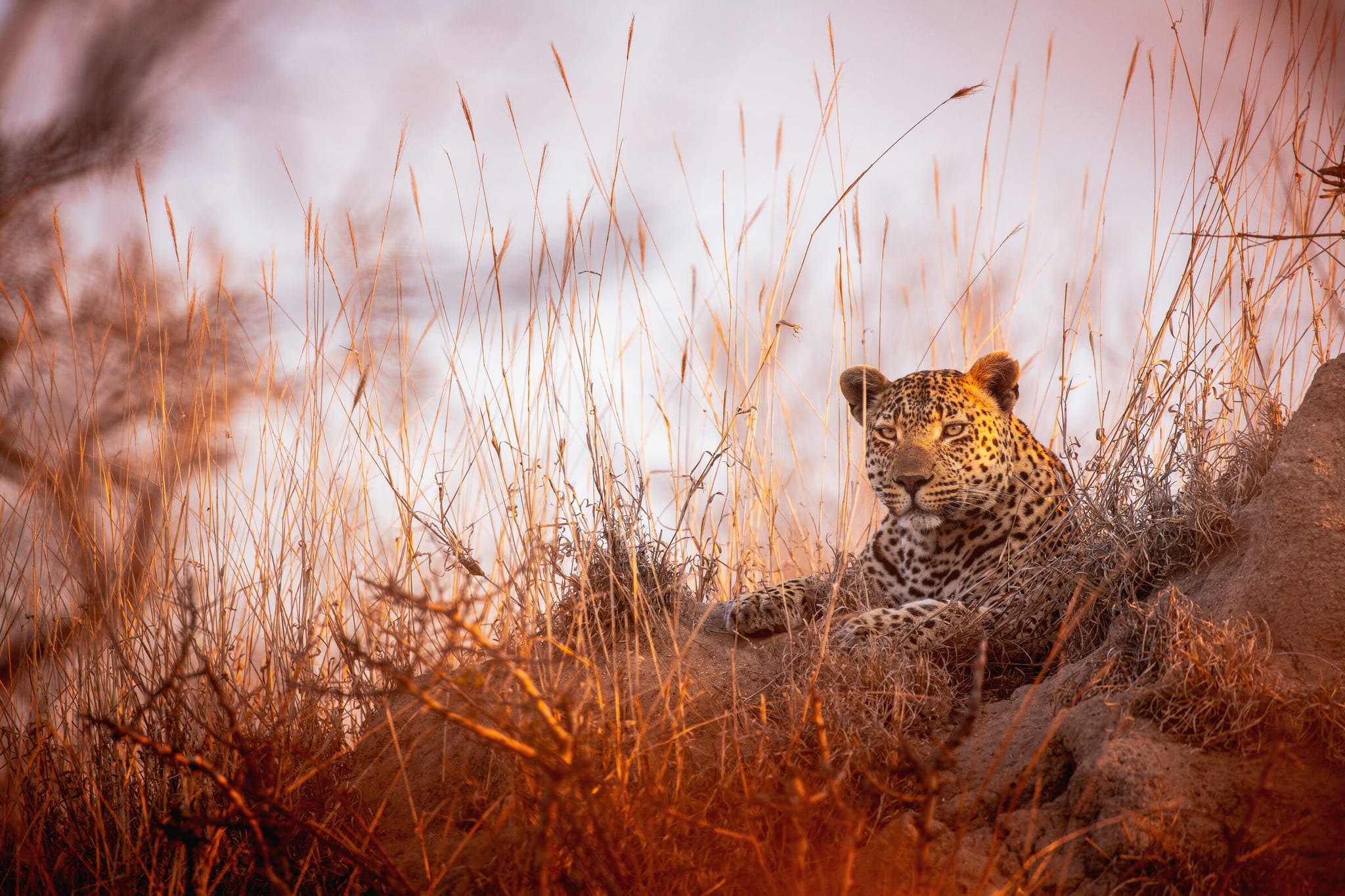 Essential Southern Africa hero image